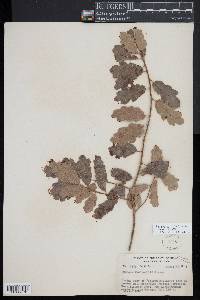 Quercus macdonaldii image
