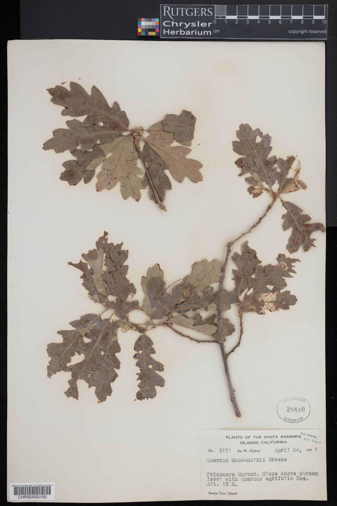 Quercus macdonaldii image
