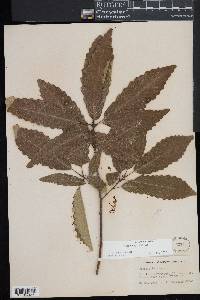 Quercus montana image