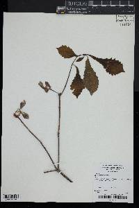 Quercus montana image