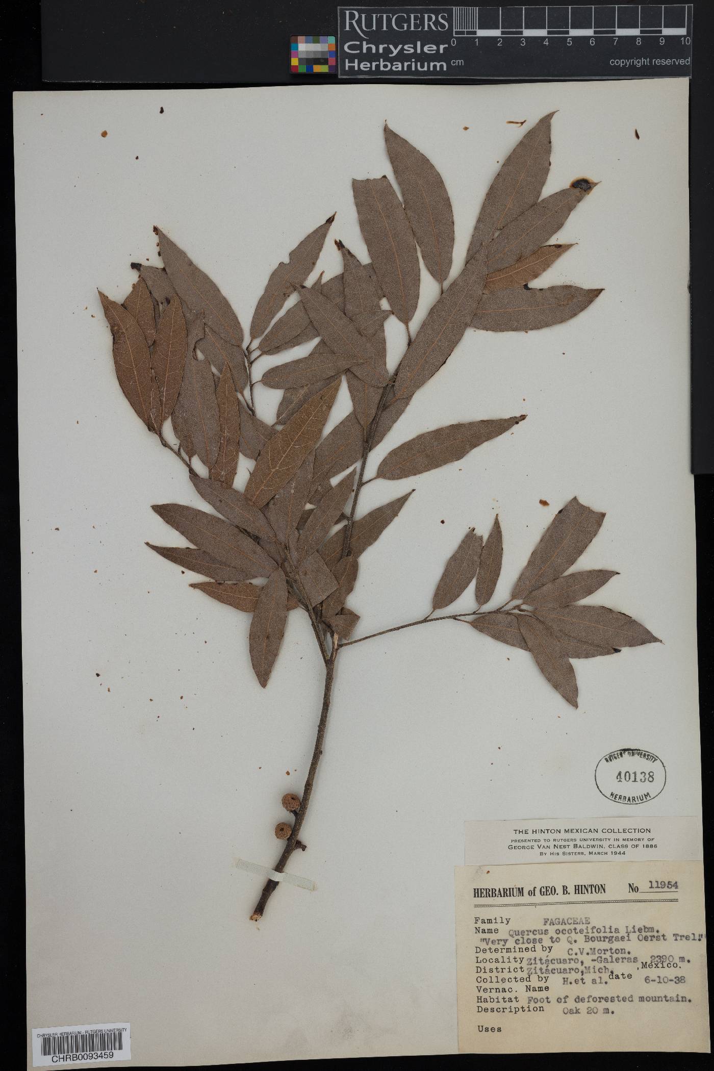 Quercus obtusata image