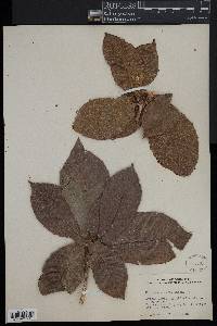 Quercus oocarpa image