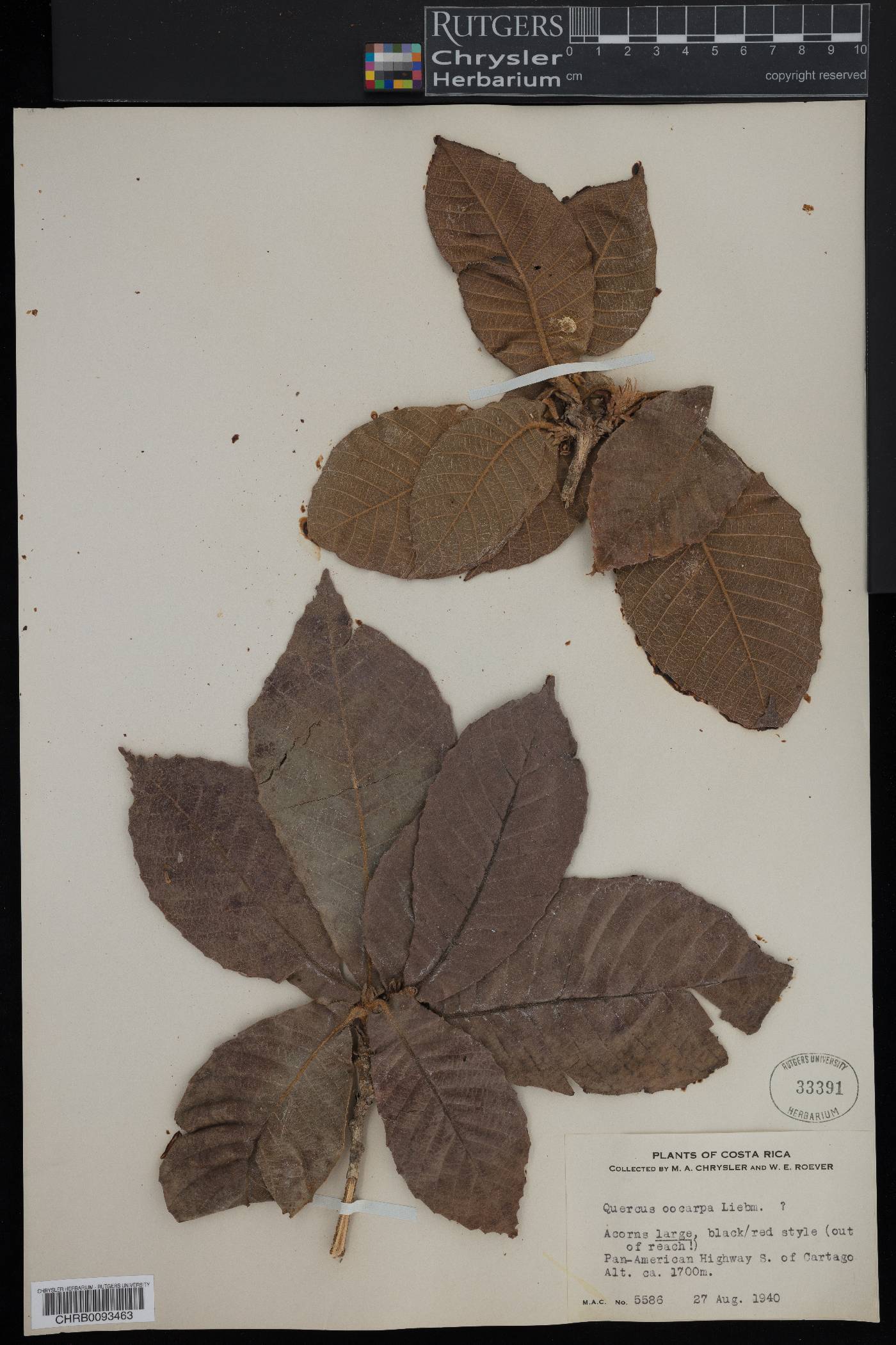 Quercus oocarpa image