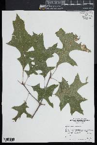 Quercus palustris image