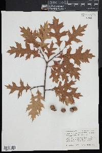 Quercus palustris image