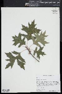 Quercus palustris image