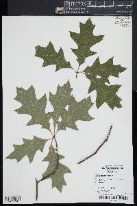 Quercus palustris image