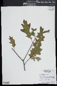 Quercus palustris image