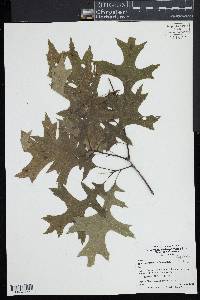 Quercus palustris image