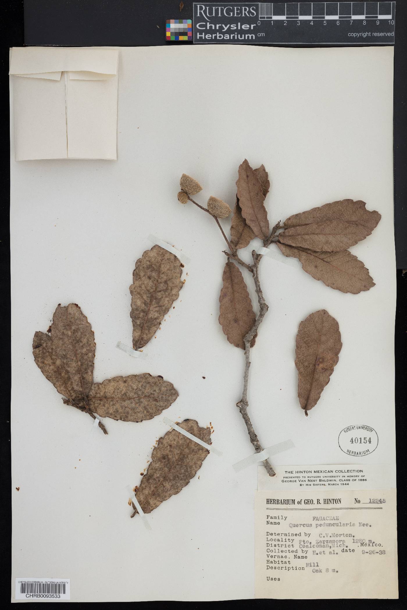 Quercus peduncularis image