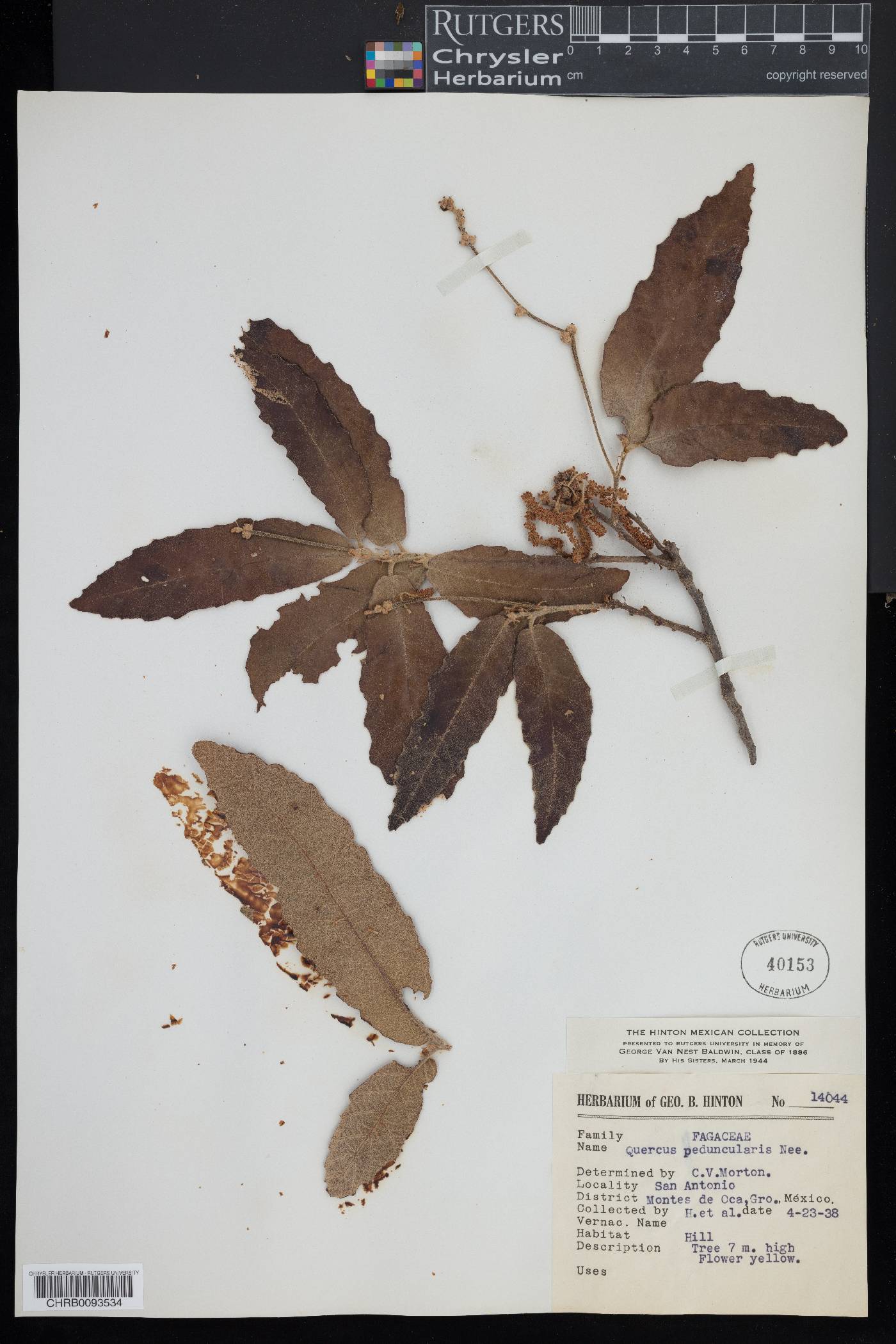 Quercus peduncularis image