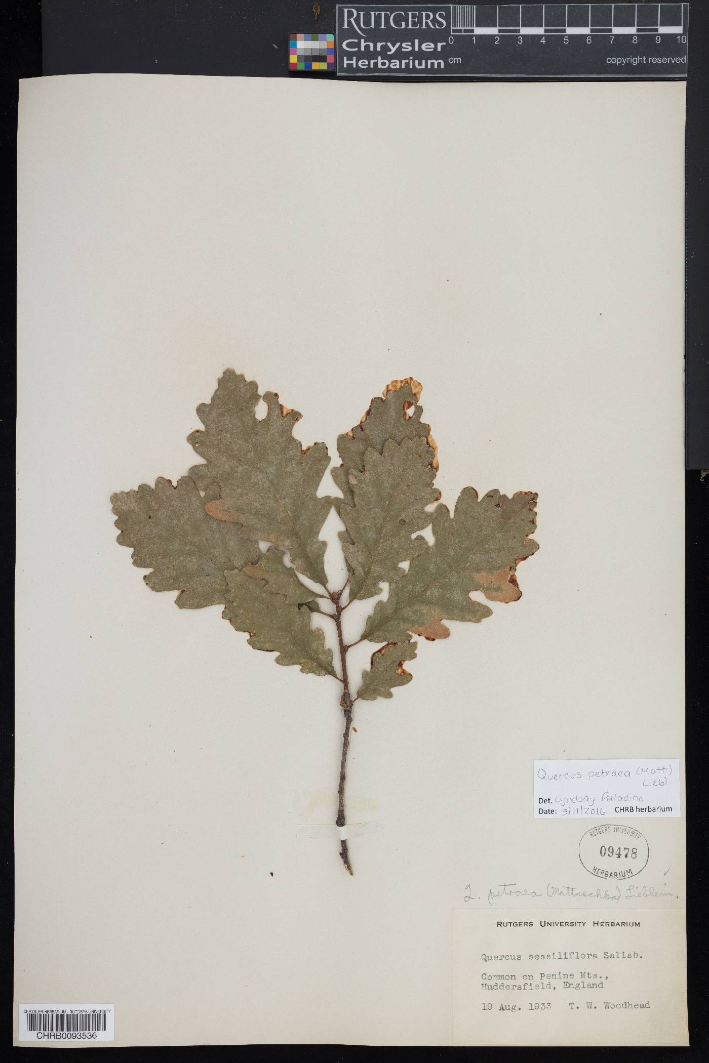 Quercus petraea image