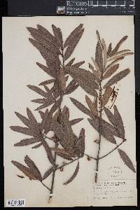 Quercus phellos image