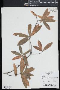 Quercus phellos image