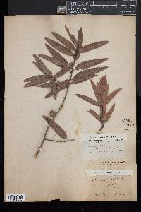 Quercus phellos image