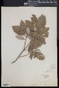 Quercus prinodes image