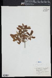 Quercus prinodes image