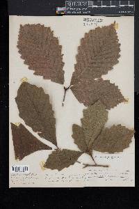 Quercus prinodes image