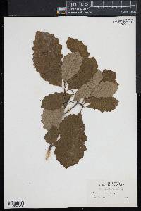 Quercus prinodes image