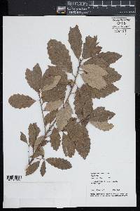 Quercus prinodes image