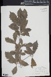 Quercus prinodes image