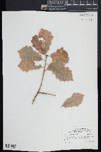 Quercus prinodes image