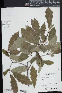 Quercus prinodes image