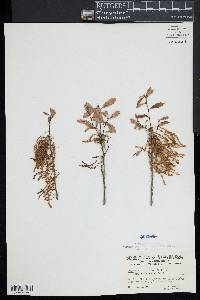 Quercus prinodes image