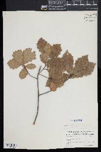 Quercus prinodes image