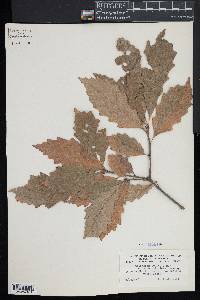 Quercus prinodes image