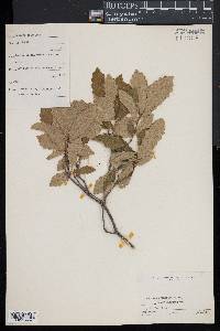 Quercus prinodes image