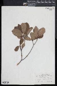 Quercus prinodes image