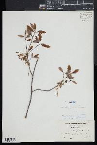 Quercus prinodes image