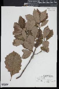 Quercus prinodes image