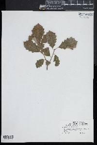 Quercus prinodes image