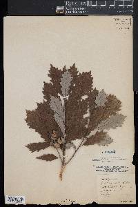 Quercus prinodes image