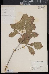 Quercus prinodes image