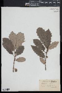 Quercus prinodes image