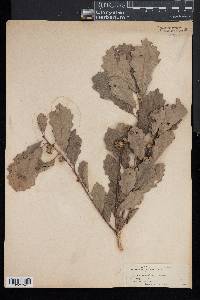 Quercus prinodes image