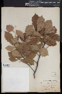 Quercus prinodes image