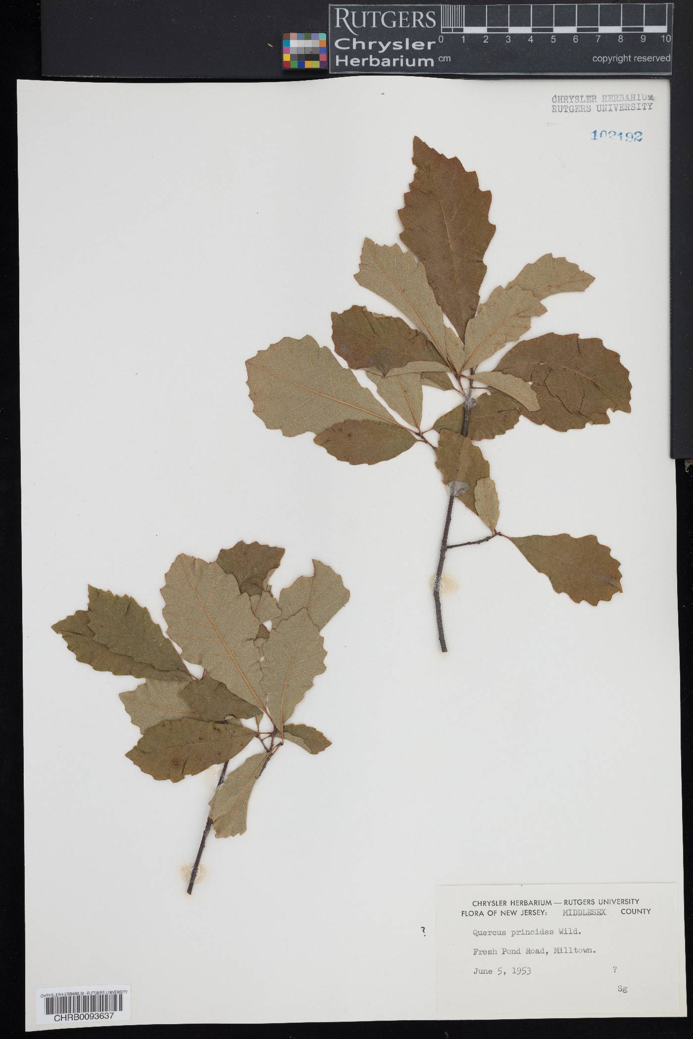 Quercus prinodes image