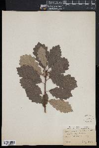 Quercus prinodes image