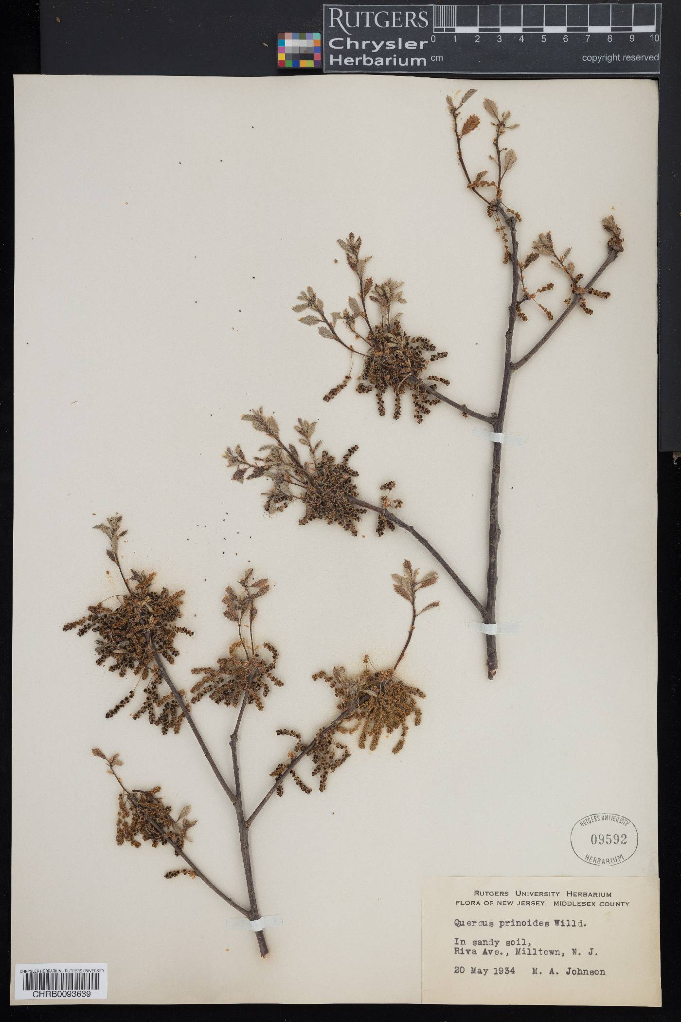 Quercus prinodes image