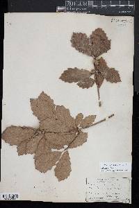 Quercus prinoides image