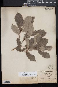 Quercus prinoides image