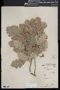 Quercus pubescens image