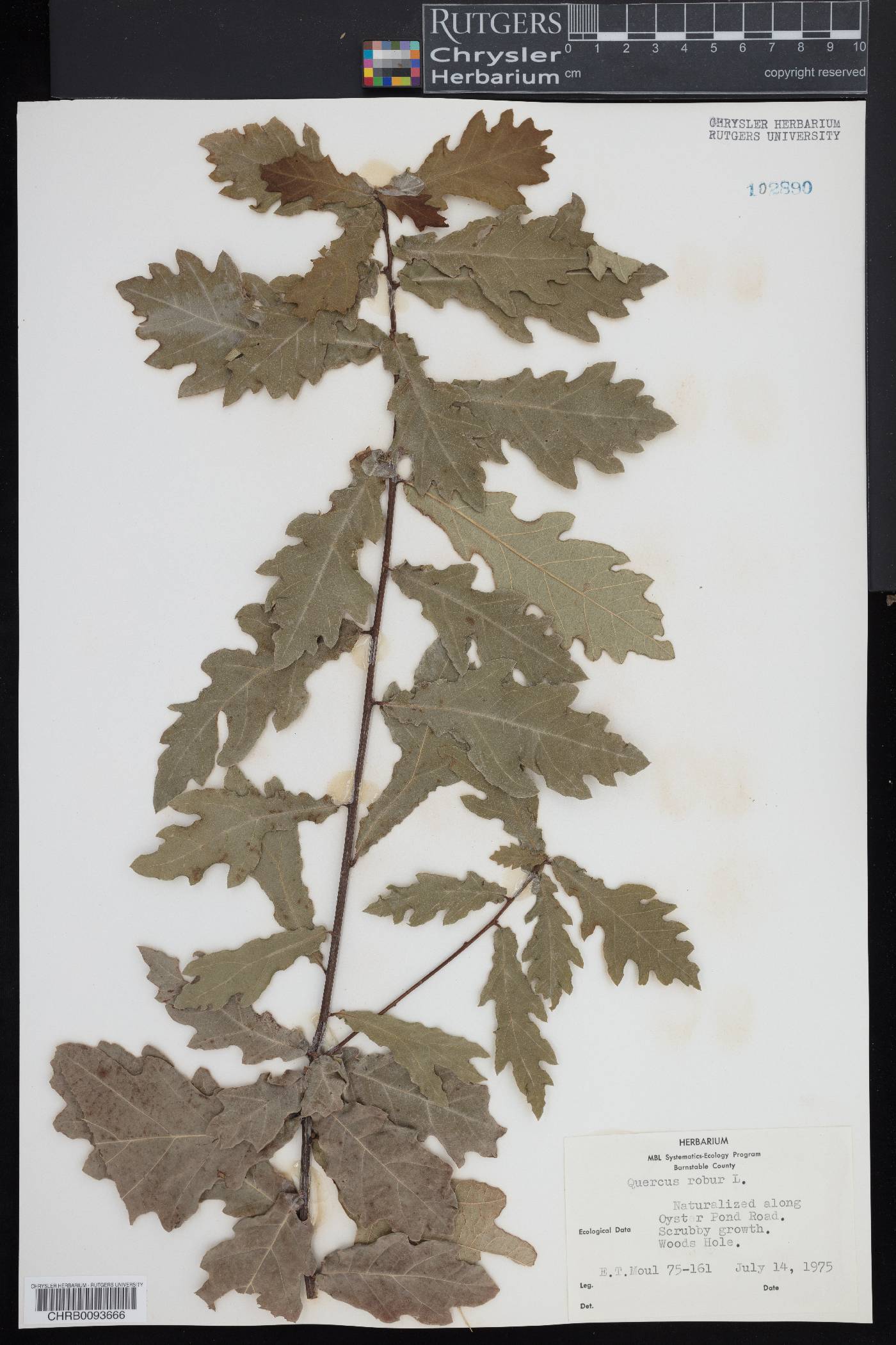 Quercus robur image