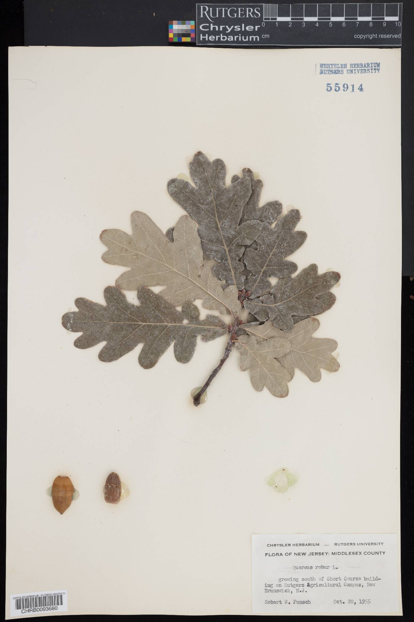 Quercus robur image