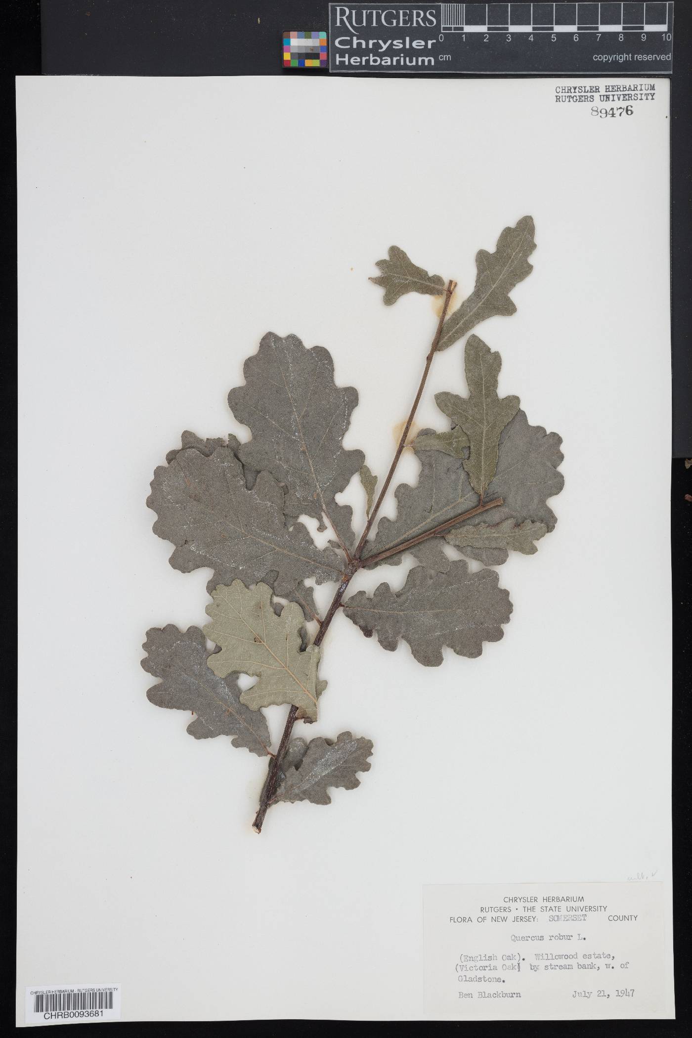 Quercus robur image