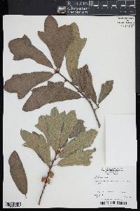 Quercus x rudkinii image
